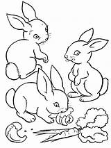 Rabbit Velveteen Pages Coloring Getcolorings sketch template