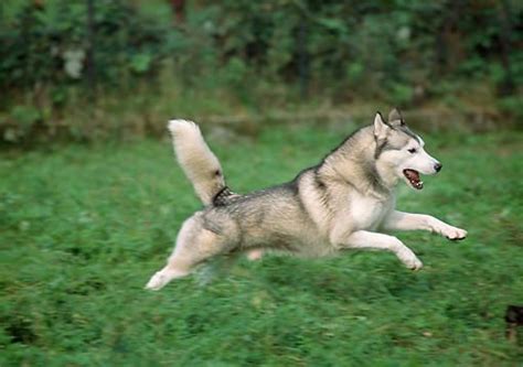 siberian husky running siberian husky husky husky dogs