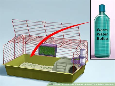 3 ways to determine whether to have your rabbit neutered wikihow