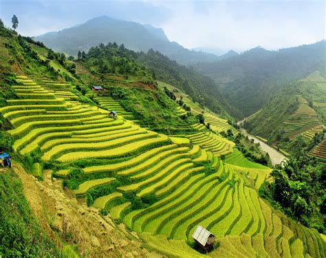 paddy fields vietnam  unreal places  thought  existed   imagination popsugar