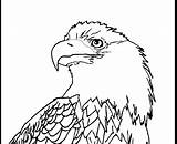 Eagle Soaring Outline Bald Drawing Coloring Getdrawings sketch template
