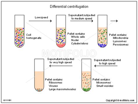differential centrifugation illustrations