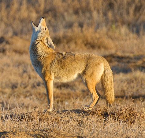 city offering education  dealing  coyotes  oshawa express