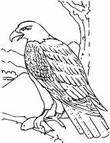 Hawk Vultur Vogel Ausmalbilder Colorat Outline Ausmalen Voegel Aguila Malvorlagen Kostenlose Vögel Tiere Planse Desene Astronaut Falke Vulturi Badminton Shuttlecock sketch template
