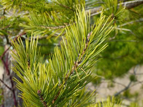 Trees Two Needle Pines