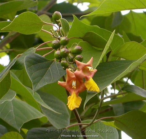 medicinal plants gmelina arborea gambhari kasmari kumizh bhadraparni