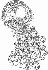 Coloring Pages Paisley Peacock Printable sketch template