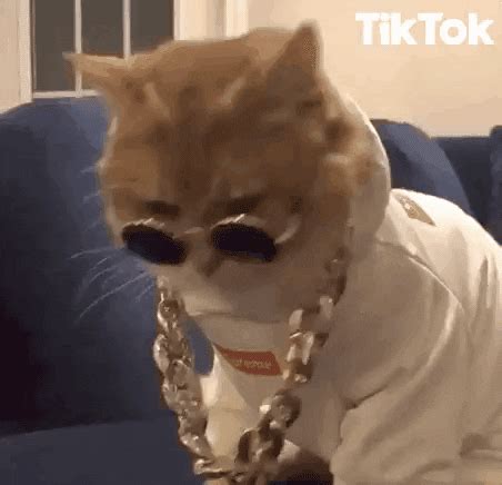 bling gifs find share  giphy