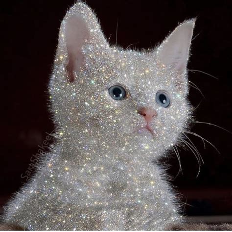 bling cat glitter photography glitter pictures glitter art