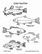 Coloring Fish Freshwater Pages Bluegill Color Lake Pdf Printable Exploringnature Found Animals Support Getcolorings Science Getdrawings Exploring Sponsors Wonderful Please sketch template