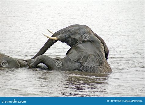 Elephants Having Sex In The River Stock Image Image Of National