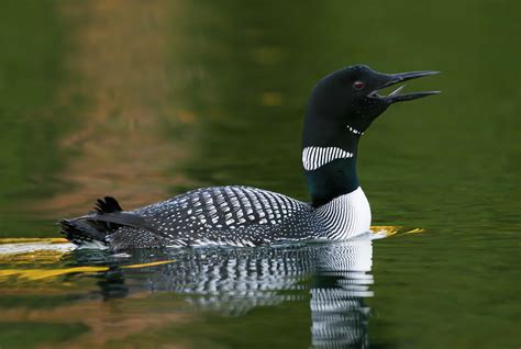 outdoorexhibit national loon center foundation