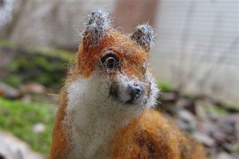 miniature red fox flickr photo sharing