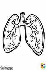Pulmones Organos Respiratorio Bronquiolos Fisiologia Anatomia Alvéolos sketch template