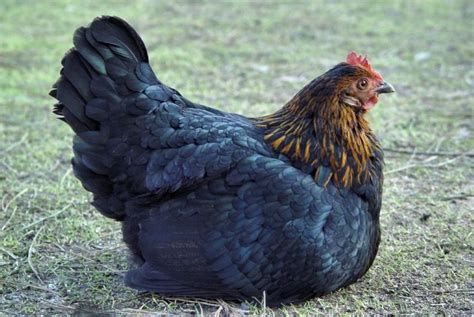 20 Best Images About Our Chicken Herd On Pinterest