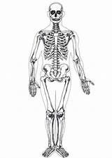 Coloring Human Skeleton Printable Diagram Pages sketch template