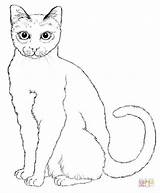 Cat Coloring Sitting Pages Cats Drawing Outline sketch template