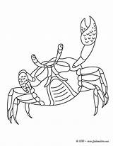 Crabe Coloriage Un Hellokids Animaux Colorier Imprimer Realiste Gratuit Coloriages Fr Enregistrée Depuis sketch template
