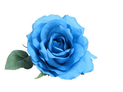 blue rose clip art white roses png    transparent blue rose png