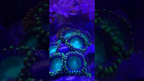 Zoanthids And Pulsing Xenia Up Close 🧐 Youtube