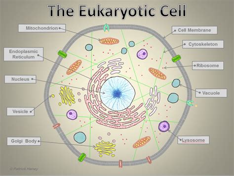 eukaryotic cell structure  function  xxx hot girl