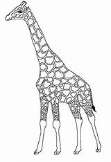 Girafe Giraffe Gratuit Coloriages Colorier Girafes Jeux sketch template