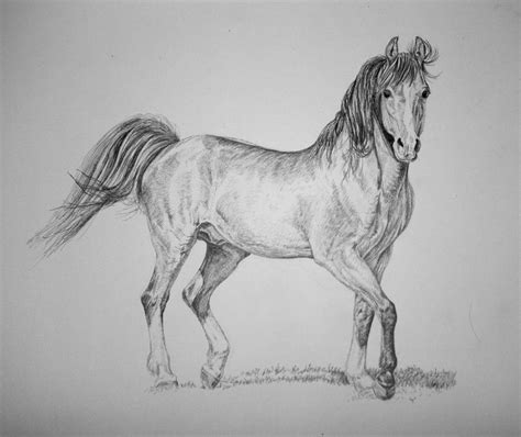 pencil horse drawing  sunwolf  deviantart
