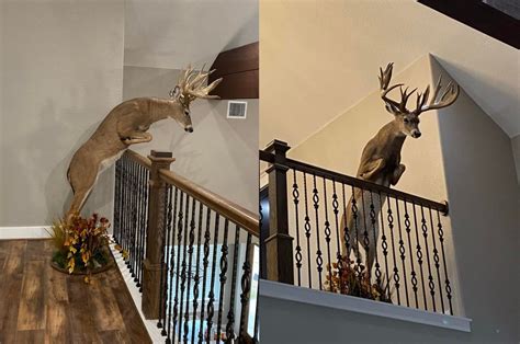 texas man mounts deer   jumping   railing   house