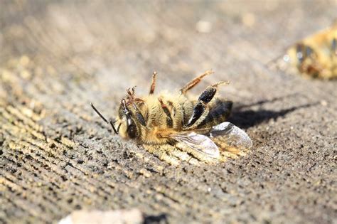 insecticide die schadelijk voor bijen  toch weer toegelaten  verenigd koninkrijk animals today