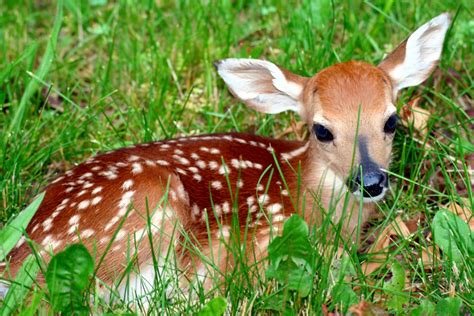 baby deer cedar run wildlife refuge