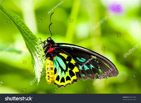 colorful butterfly stock photo  shutterstock