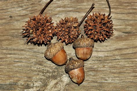 sycamore seed pods  acorns  stock photo public domain pictures