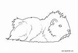 Guinea Pig Coloring Pages Lineart Longhaired Printable Kids sketch template
