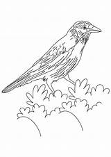 Crow Coloring Pages American Bird Crows Drawing Kids Printable Simple Silhouette Bush Getdrawings Designlooter Color Getcolorings Common Bestcoloringpagesforkids Sketch Template sketch template