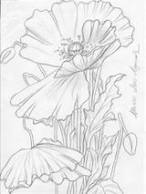 Cherokee Rose Drawing Getdrawings sketch template