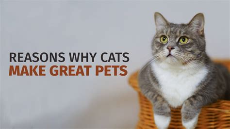 reasons  cats  great pets lynda hamblen