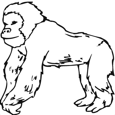 orangutan coloring pages coloringbay