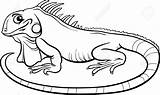 Iguana Clipart Coloring Cartoon Outline Colouring Pages Drawing Stock Book Illustration Vector Kids Clipartmag Para Colorear 123rf Previews Reptiles Webstockreview sketch template