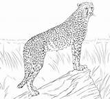 Cheetah Coloring Pages Print Choose Board sketch template