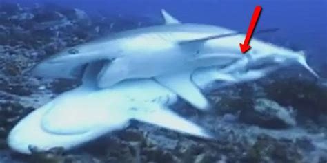 Shark Mating
