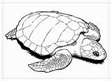 Turtles Ridley Coloringstar Printable sketch template