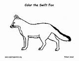 Fox Swift Coloring Labeling Exploringnature sketch template