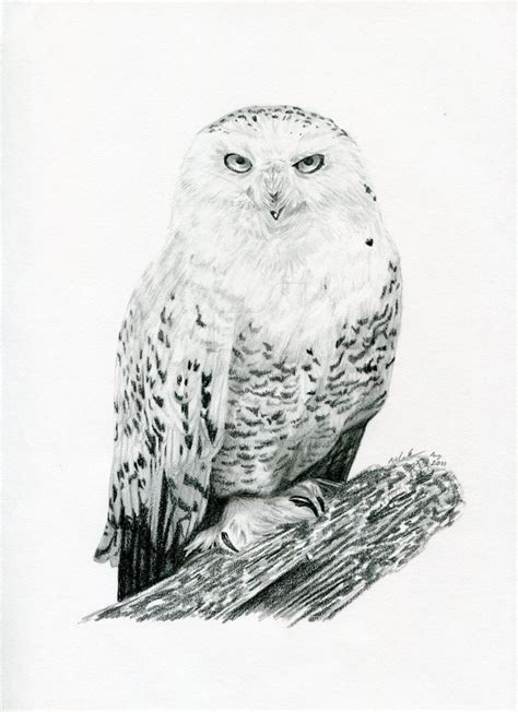 snowy owl  littledarkchild  deviantart