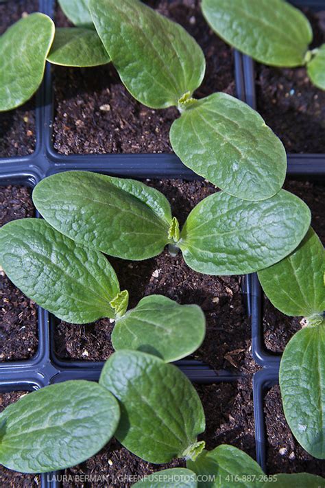 zucchini seedlings greenfuse  garden farm food photography