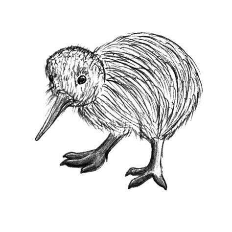 pin  kiwi bird coloring pages