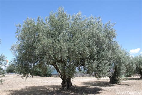 olivier downloadpapa