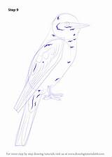 Draw Step Kingbird Eastern Drawing Hairs Bird Body Over sketch template