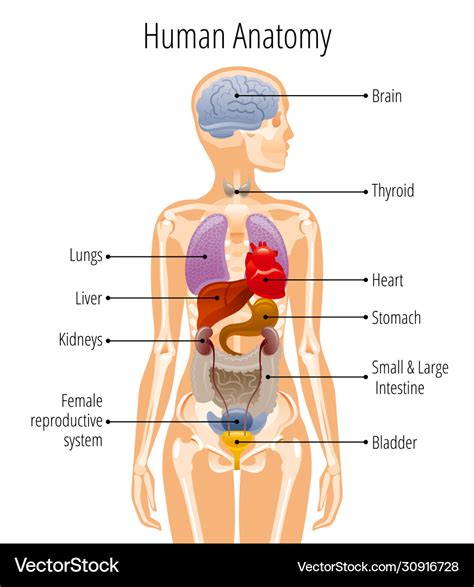 human body anatomy woman internal organ royalty  vector