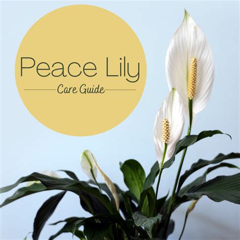 care   peace lily plant dengarden