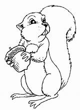 Squirrel Template Coloring Printable Pages Popular Klt Squirrels sketch template